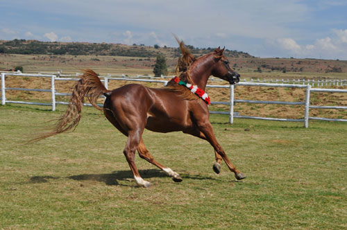 Equestrian Photography